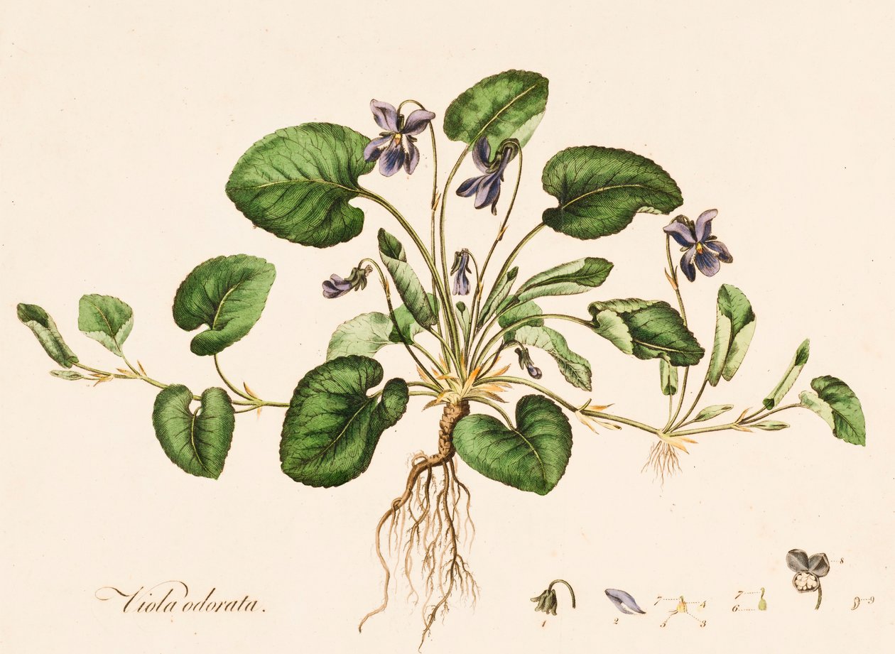 Viola odorata, sladká fialová, c1770-1790. od William Kilburn