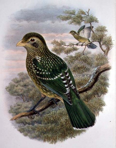 Ailuroedus Crassirostris, kočka zelená (barevná lito) od William Matthew Hart