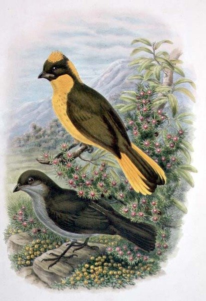 Prinodura Newtoniana, Zlatý Bowerbird (barevné lito) od William Matthew Hart