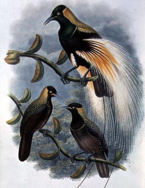 Trichoparadisea Gulielmi (barevná litho) od William Matthew Hart