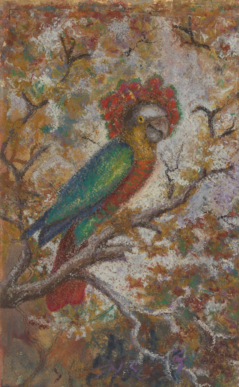 Papoušek, 1909. od William N. Buckner