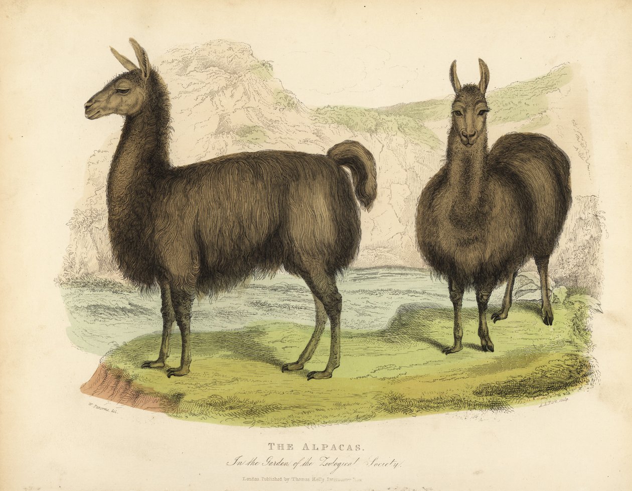 Alpaka, Vicuna pacos. od William Smellie