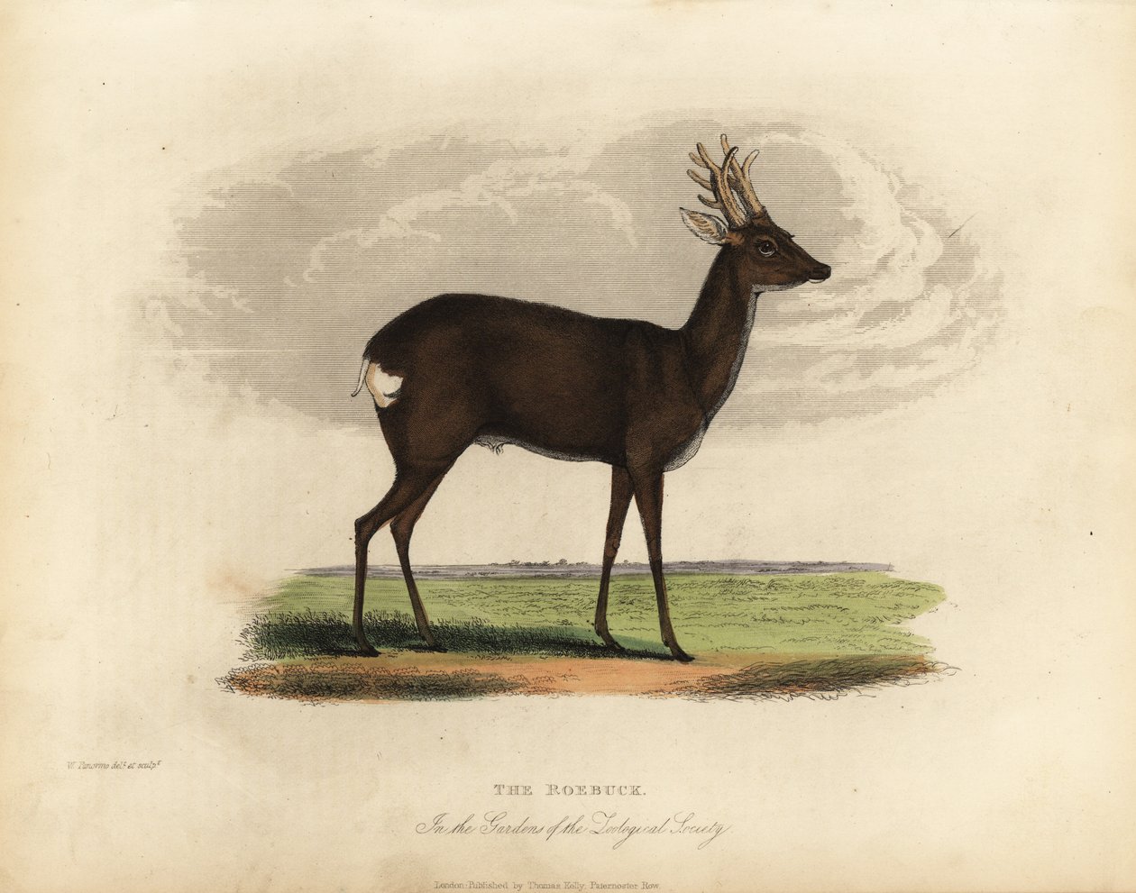 Srnec evropský, Capreolus capreolus. od William Smellie