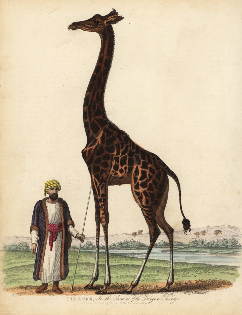 Žirafa, žirafa camelopardalis. od William Smellie
