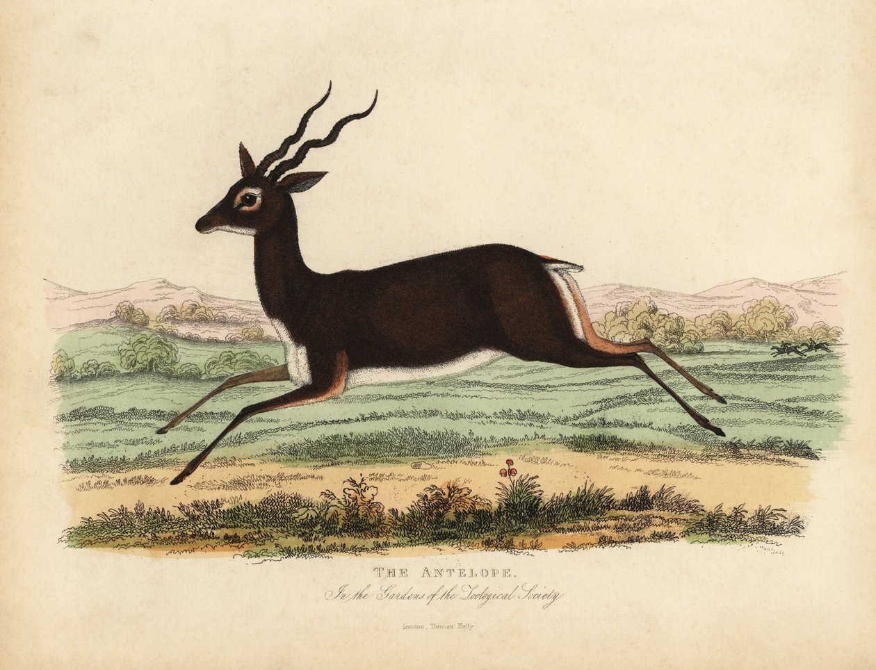 Antilopa indická nebo blackbuck, Antilope cervicapra. od William Smellie