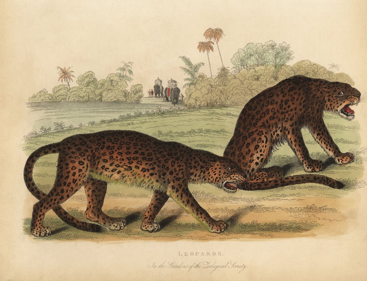 Leopardi, Panthera pardus. od William Smellie