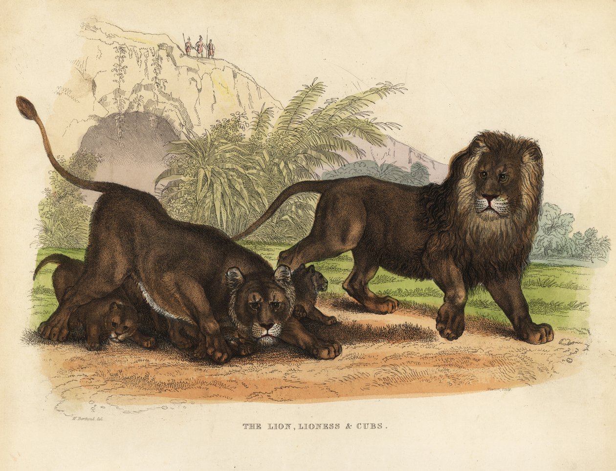 Lev, lvice a mláďata, Panthera leo. od William Smellie