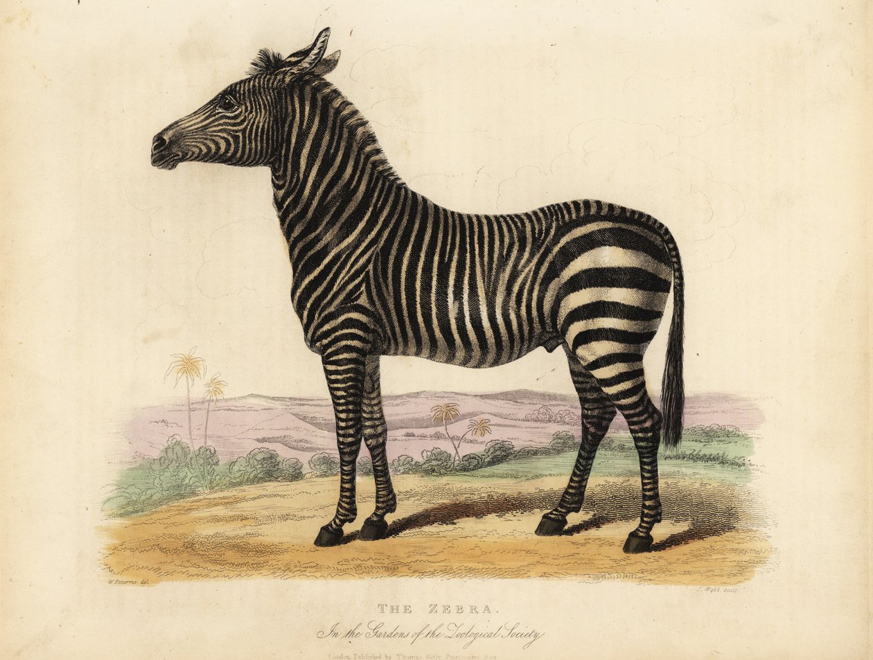 Plains zebra, Equus quagga. od William Smellie