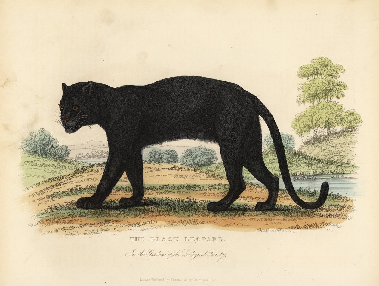 Černý leopard, Panthera pardus. od William Smellie