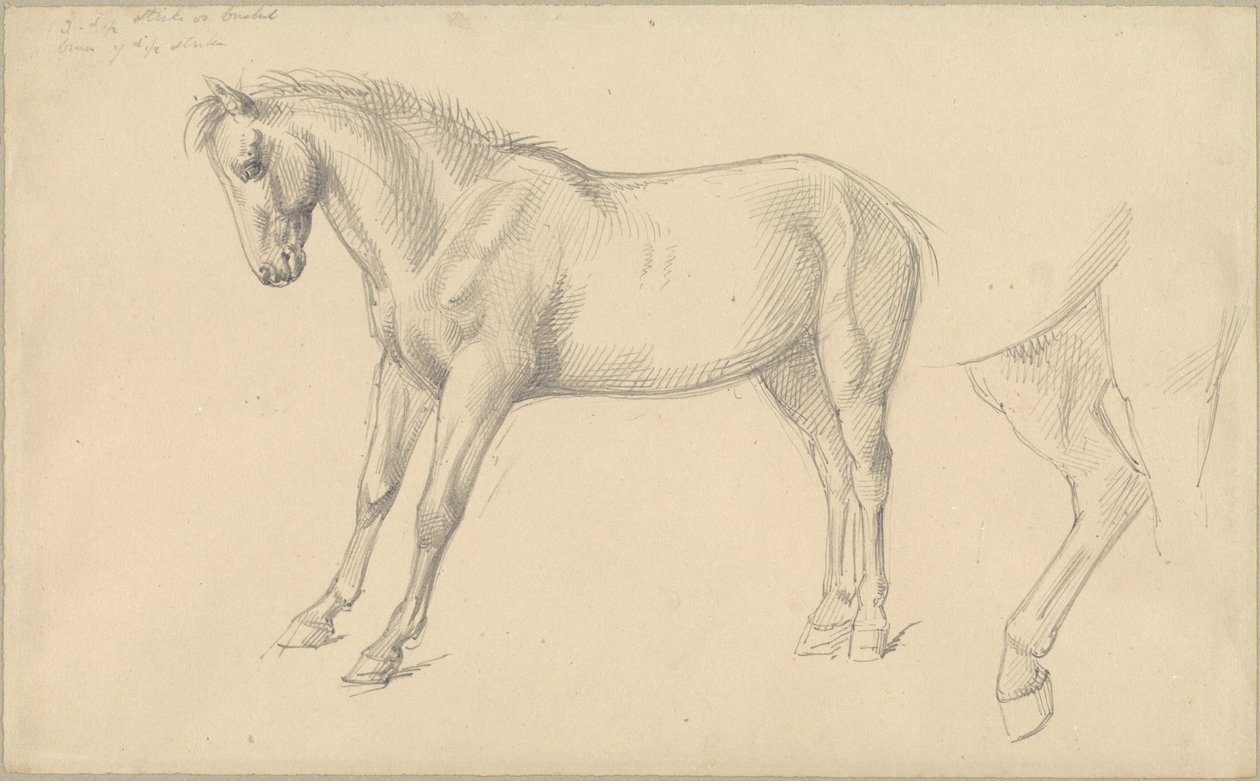 Studie poníka od William Strutt