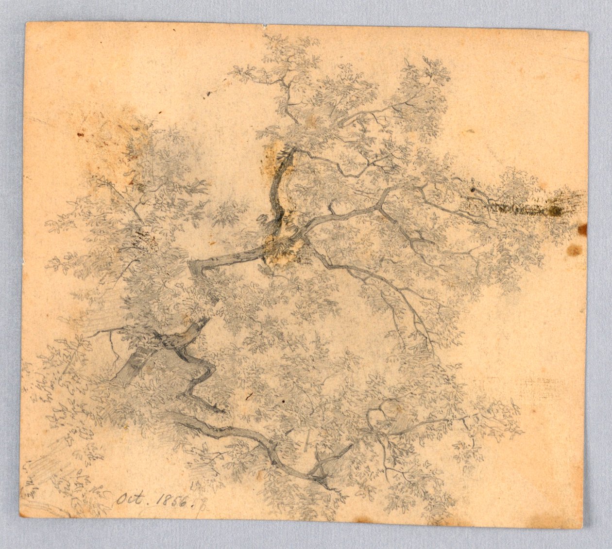 Studium jilmu od William Trost Richards