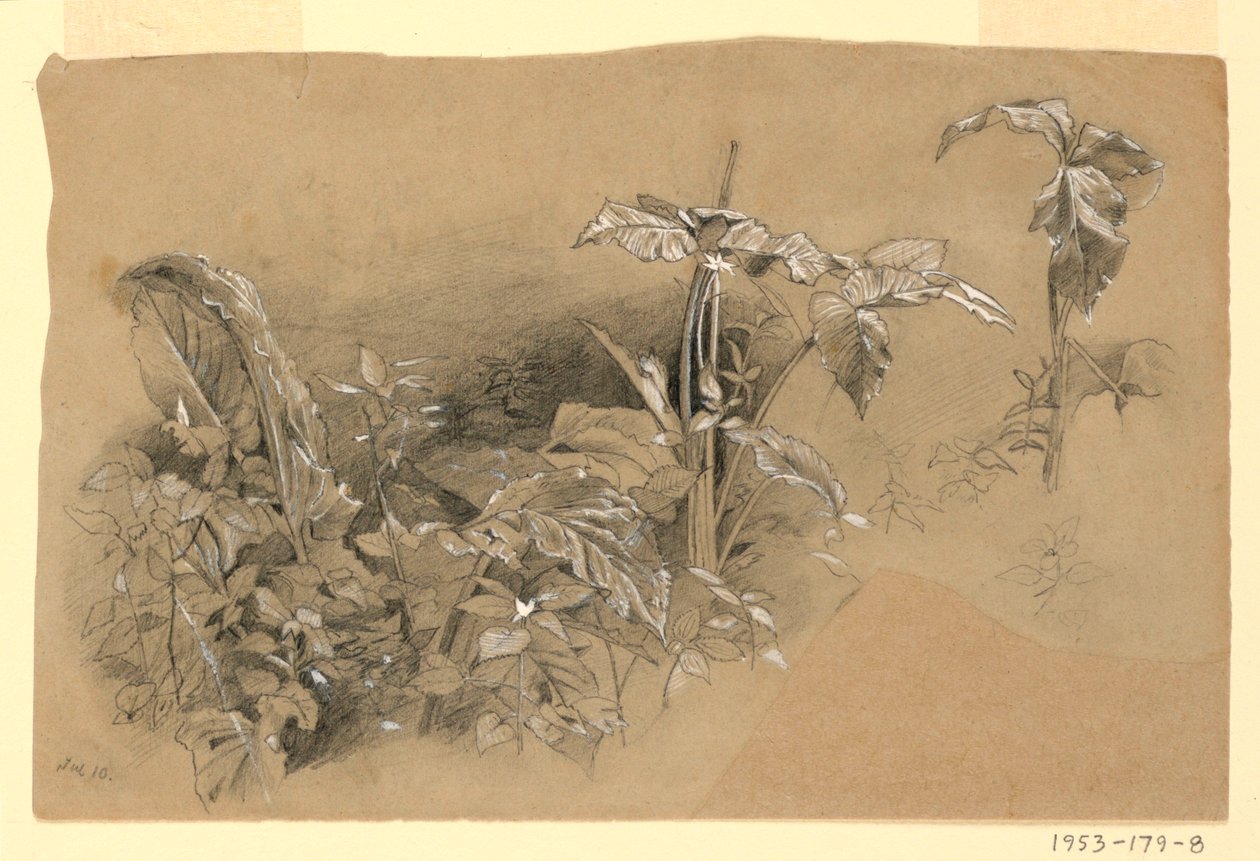 Studium listí od William Trost Richards