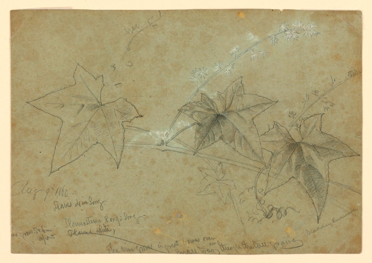 Studium listí od William Trost Richards