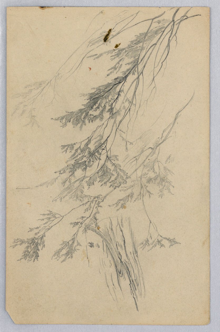 Studium listí od William Trost Richards