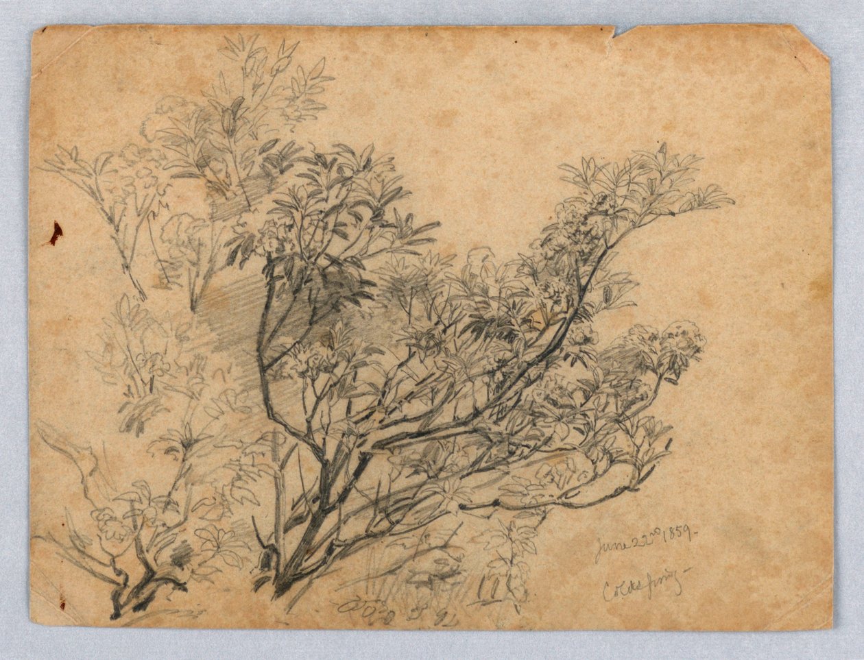 Studium listí od William Trost Richards