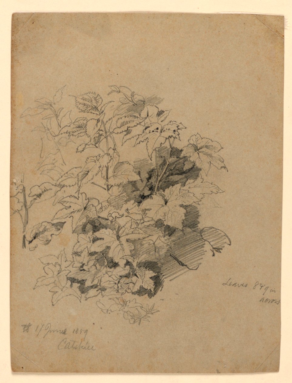 Studium listí od William Trost Richards