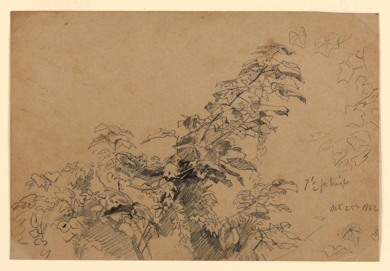 Studium listí od William Trost Richards