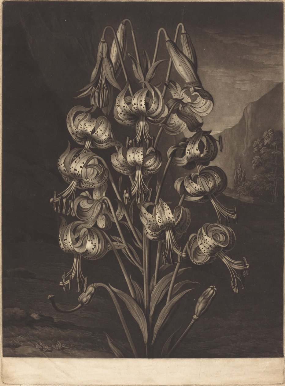 Skvělá Lily od William Ward after Philip Reinagle