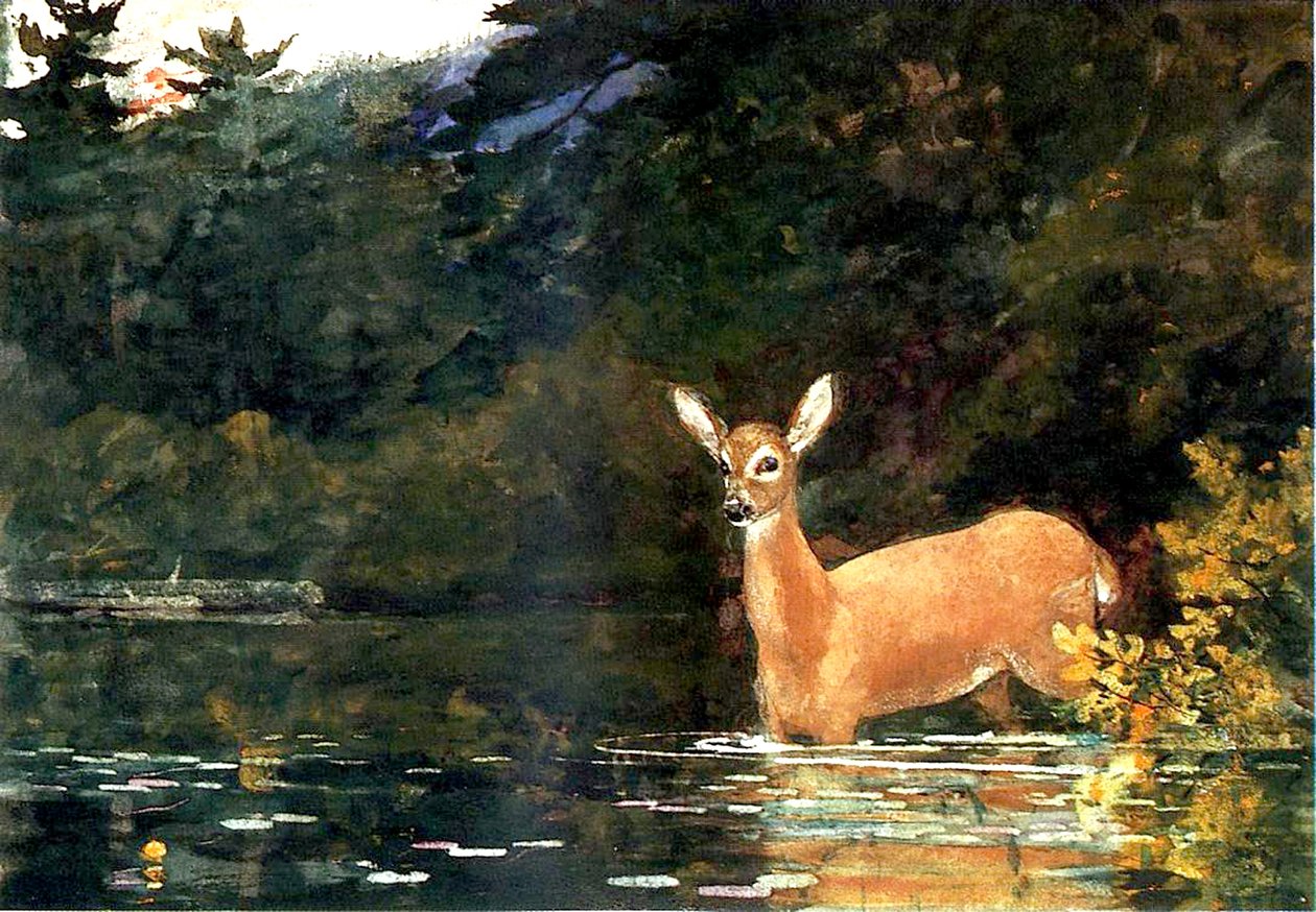 A Doe, 1889 od Winslow Homer