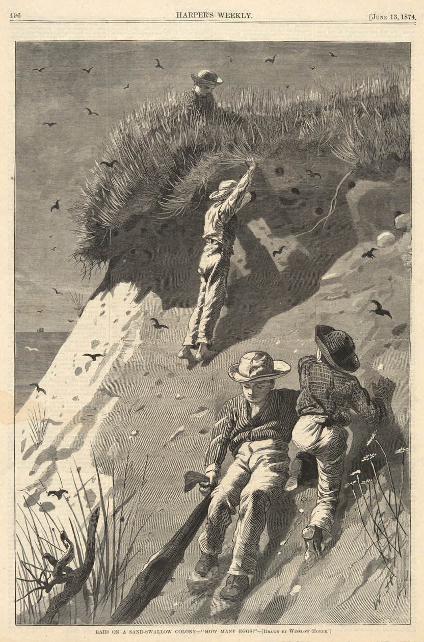 Nájezd na kolonii Sand-Swallow od Winslow Homer