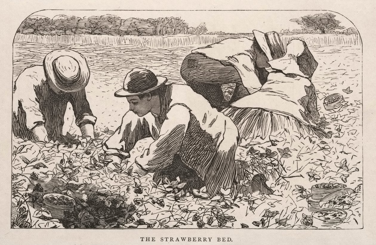 Jahodová postel, 1868. od Winslow Homer