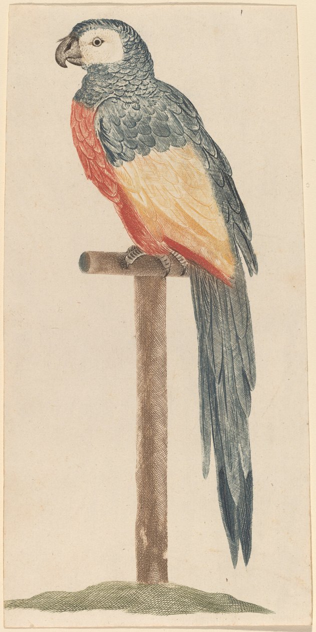 Papoušek, 1680s1690. od Workshop of Johann Teyler