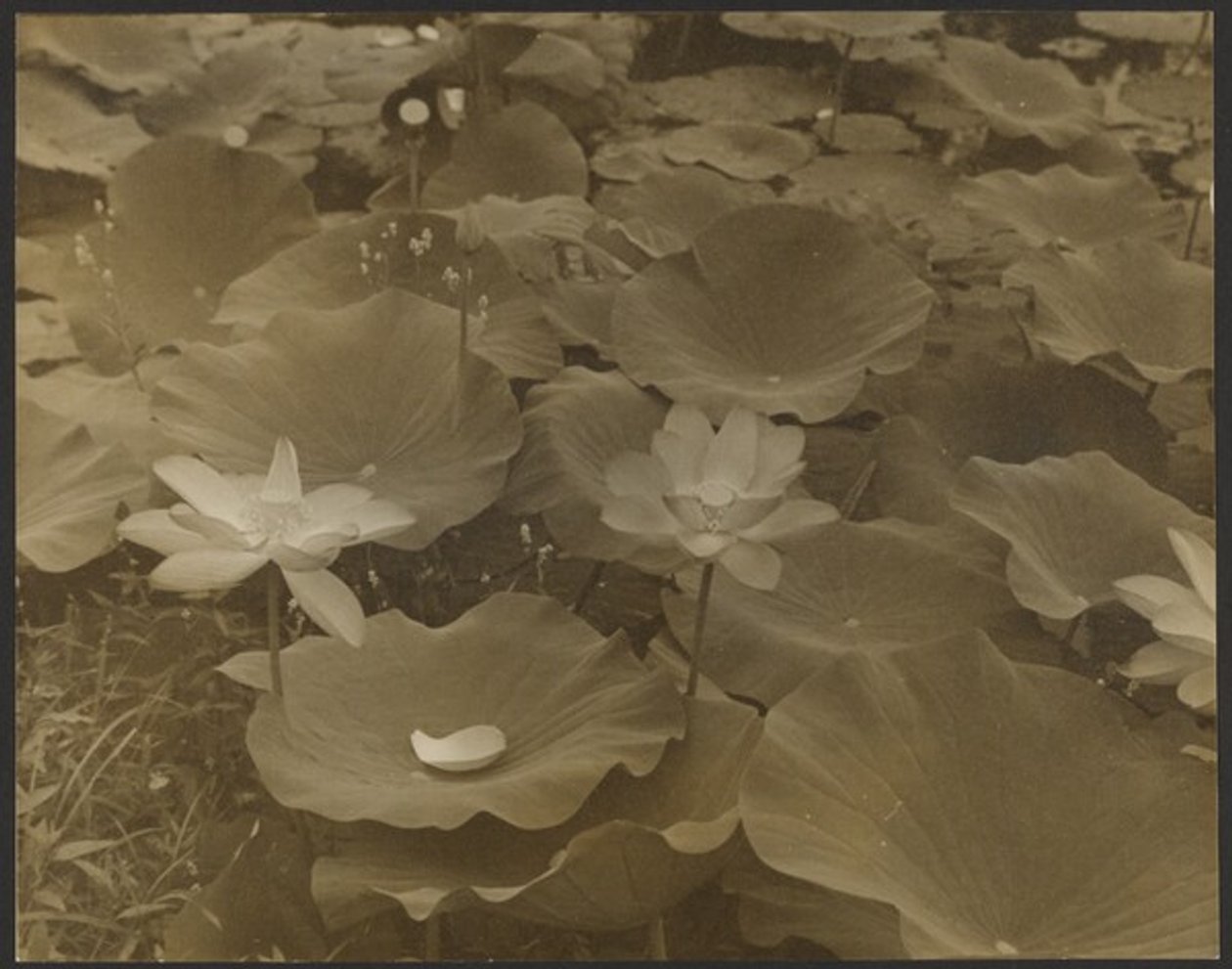 [Lotus]. od Yasuo Kuniyoshi
