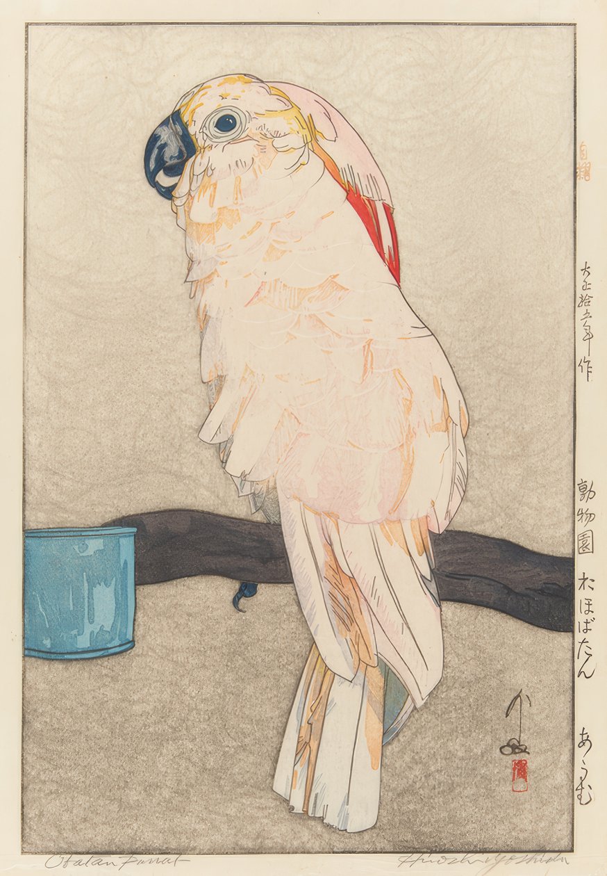 Sittich. Medicína od Yoshida Hiroshi