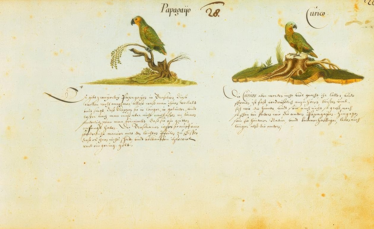 Zacharias Wagner, Papagayo / Curico od Zacharias Wagner
