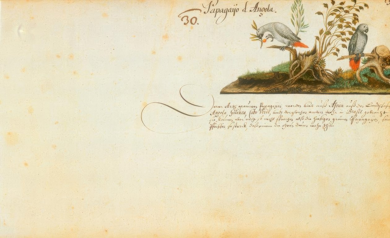 Zacharias Wagner, papoušci od Zacharias Wagner