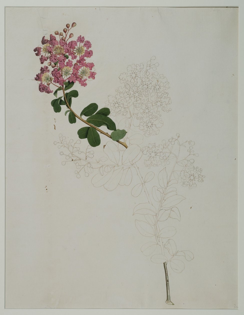 Lagerstroemia indica L. (krepová myrta), 1787 (wc na papíře) od Zayn al Din Zayn al Din
