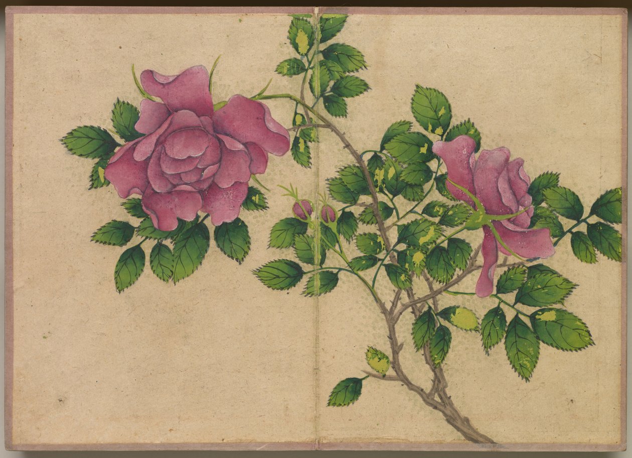 Stolní album: Obrazy květin a ptáků (Rose) od Zhang Ruoai