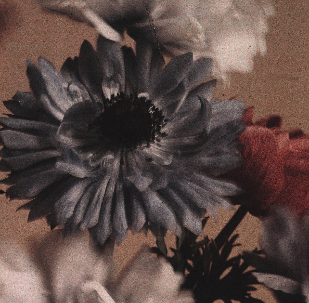 "Anemones" (květy sasanek) od Frederick (attr. to) Barnard