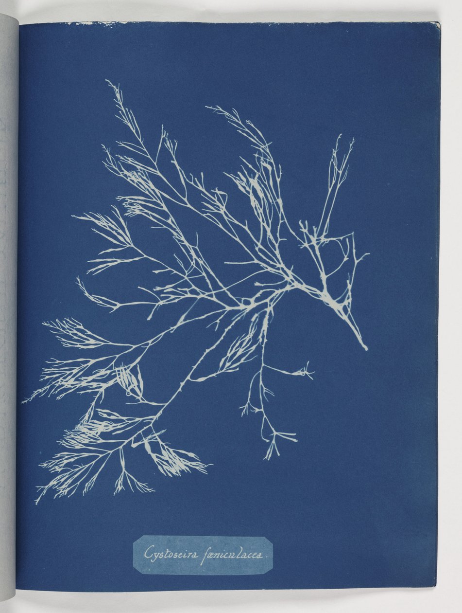 "Cystoseira foeniculacea" od Frederick (attr. to) Barnard