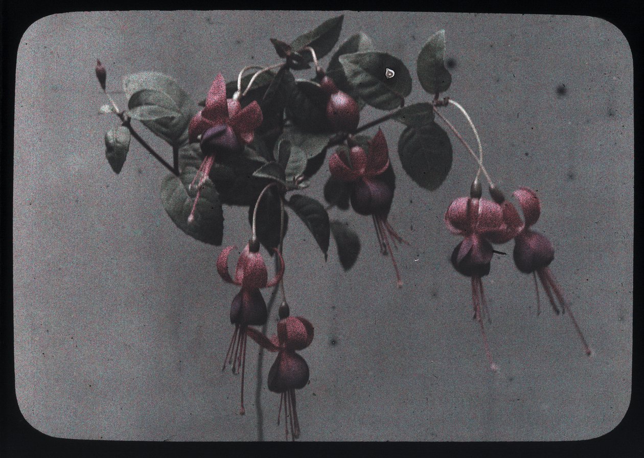 "Fuchsie" od Frederick (attr. to) Barnard