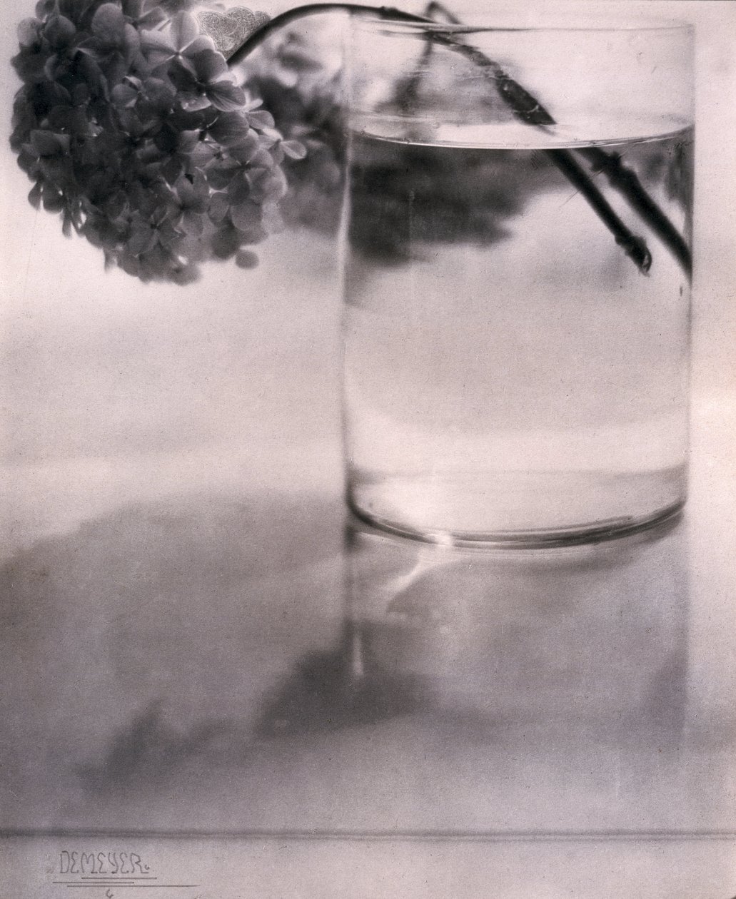 Hydrangea, c 1907 od John Pardon
