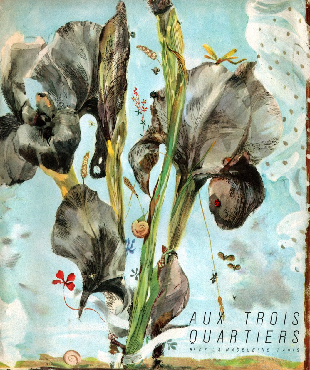 Iris (květina). c.1920 (rytina) od . .