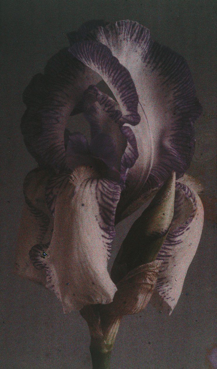 "Iris germanique" (Iris germanica) od Frederick (attr. to) Barnard