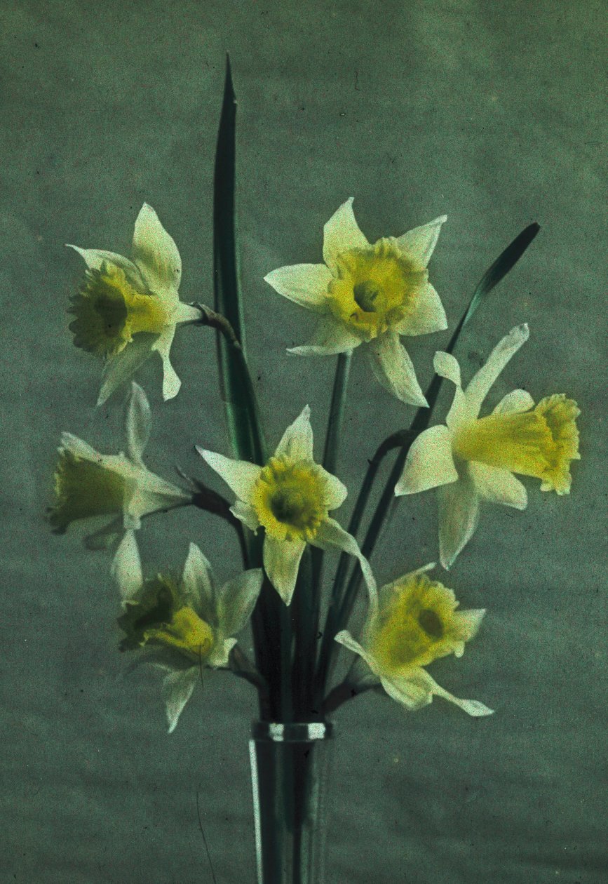 "Narcisy" (Daffodil - Zlatá ostruha) od Frederick (attr. to) Barnard