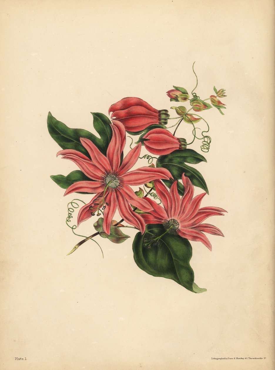 Mučenka hroznovitá, Passiflora racemosa, Náboženská pověra od John Pardon