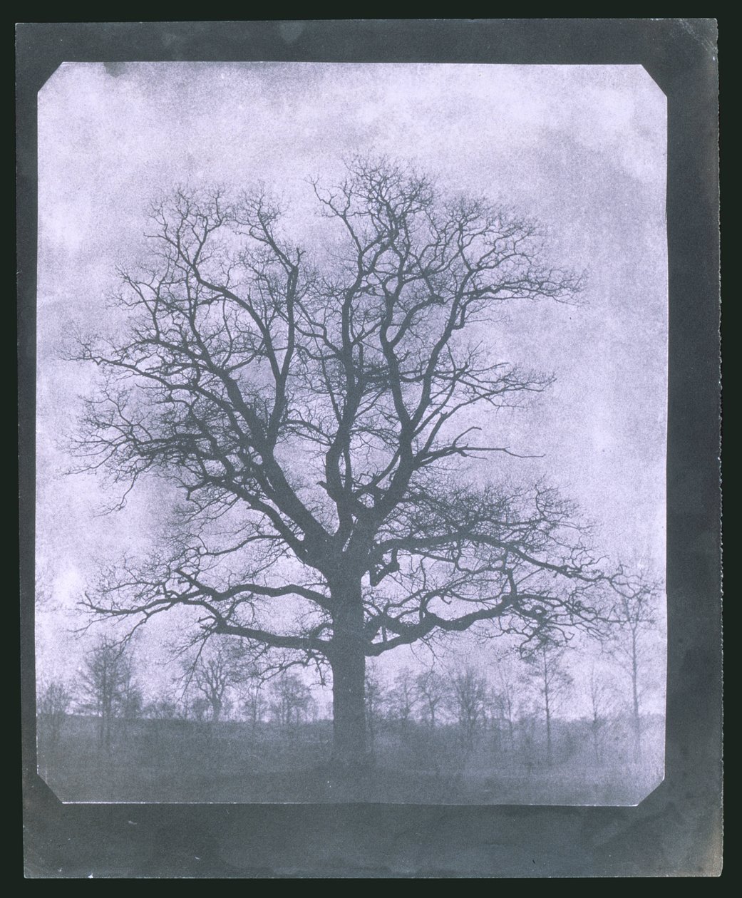 Strom v zimě, polovina 19. století od Frederick (attr. to) Barnard