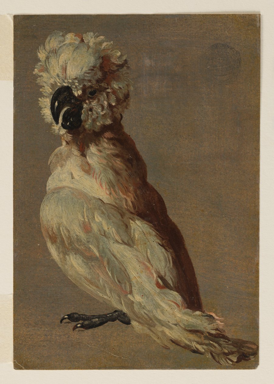Kakadu bílohnědý od after Frans Snyders