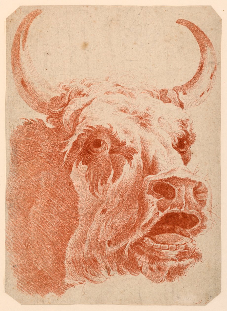 Hlava krávy od after Jean Baptiste Huet
