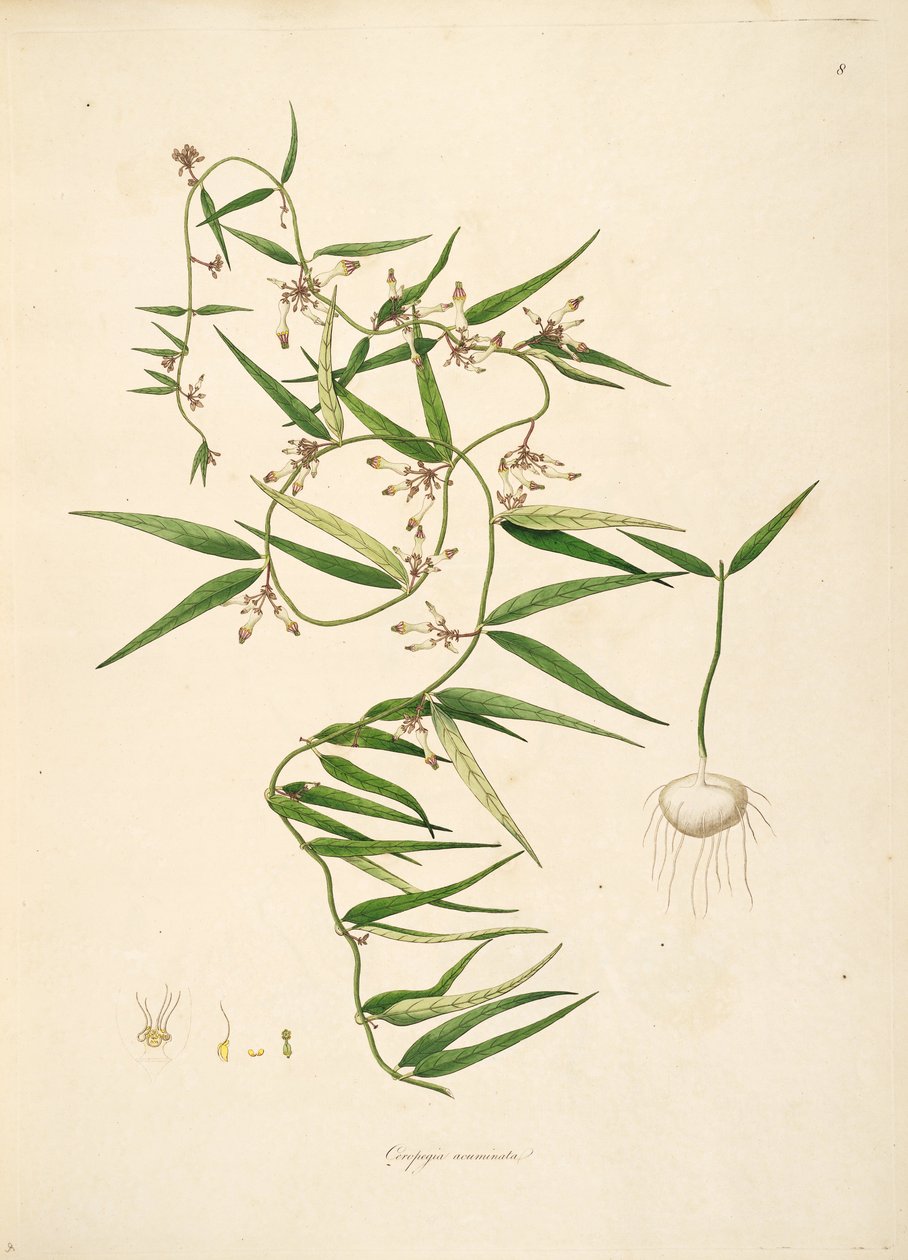 Ilustrace Ceropegia acuminata (= Ceropegia bulbosa), Apocynaceae, Asclepiadoideae od anonymus