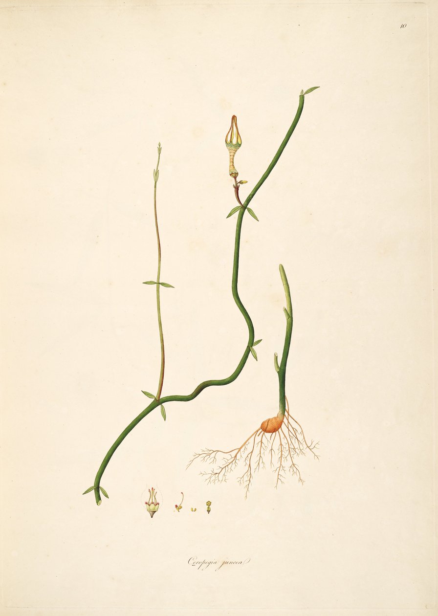 Ilustrace Ceropegia juncea, Apocynaceae, Asclepiadoideae od anonymus