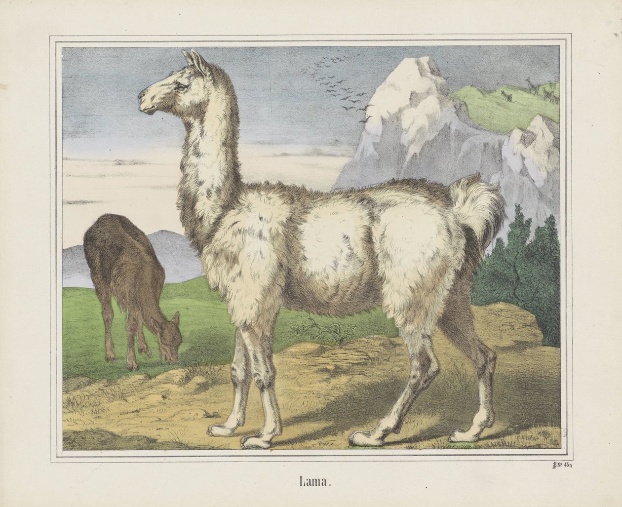 Lama (název na objektu) od firma Joseph Scholz