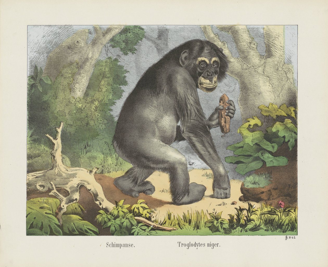 Schimpanse. / Troglodytes niger (název na objektu) od firma Joseph Scholz