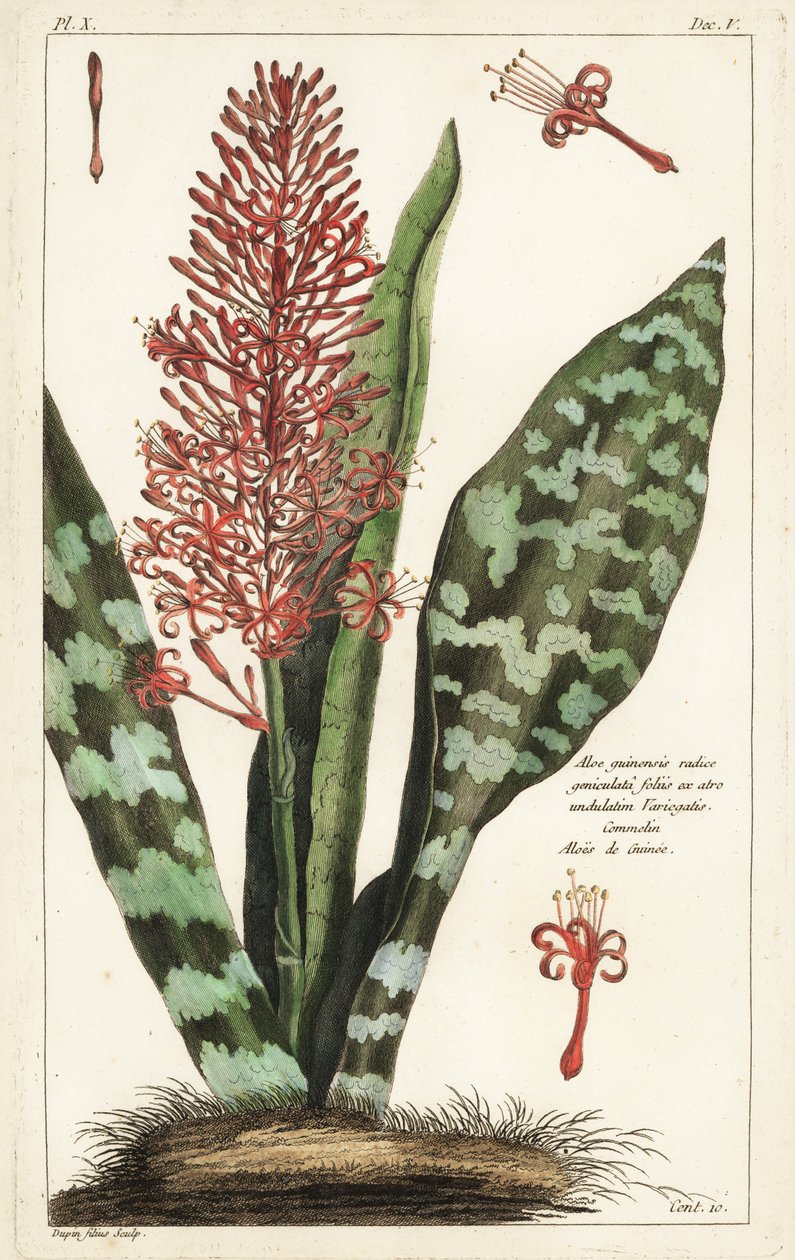 Africké tětivy konopí, Sansevieria hyacinthoides od the Younger Dupin