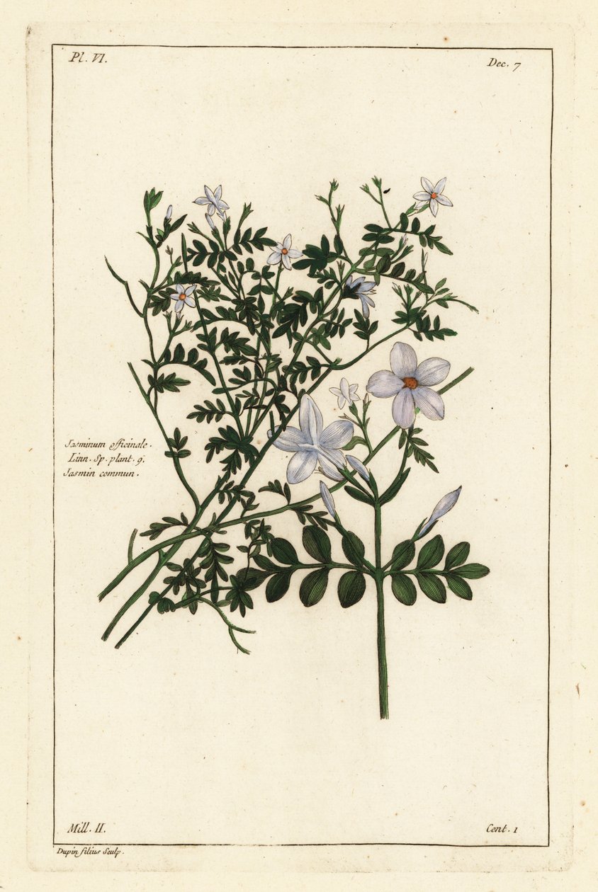 Jasmín obecný, Jasminum officinale, Linn od the Younger Dupin