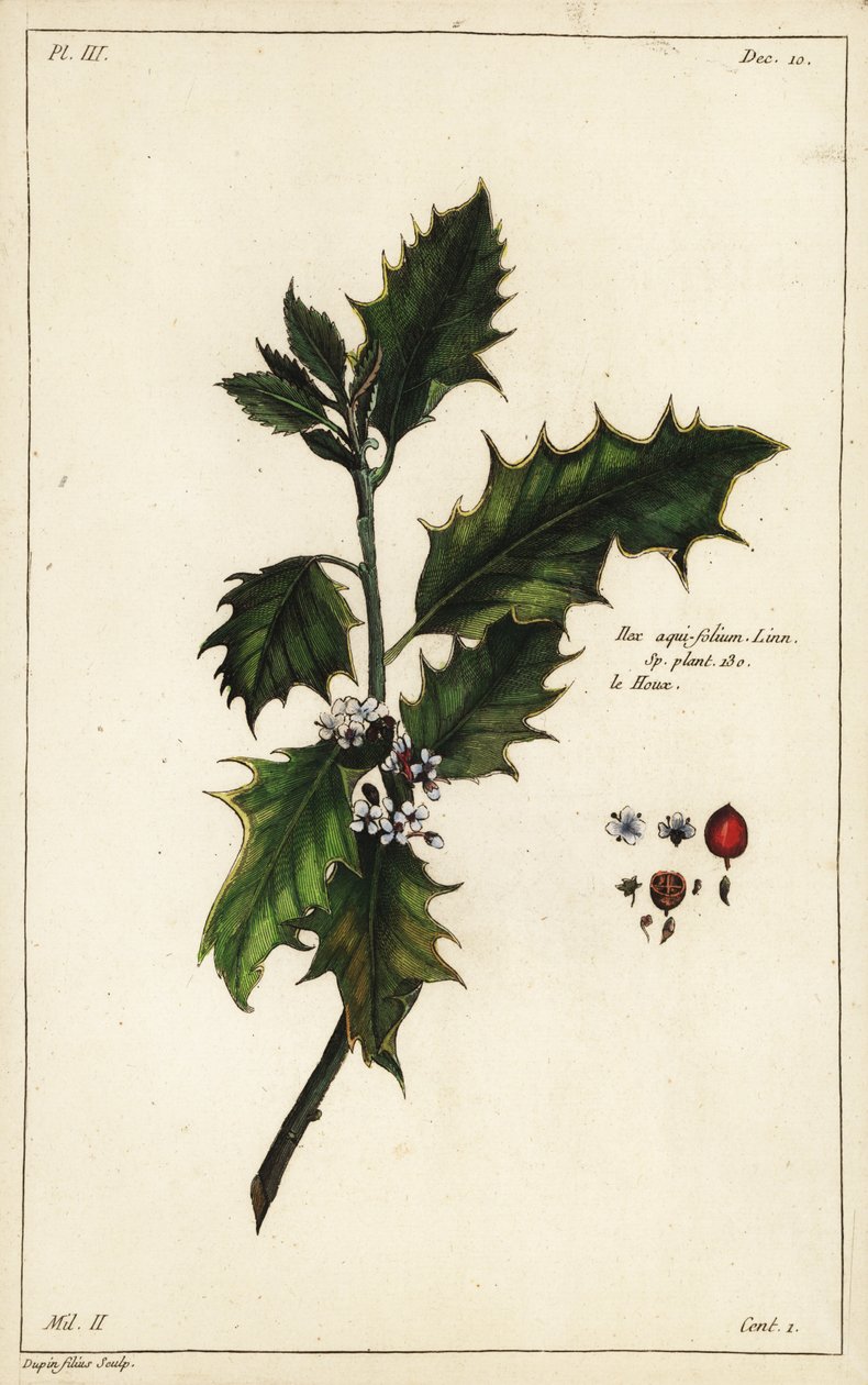 Cesmína evropská, Ilex aquifolium, Linn od the Younger Dupin
